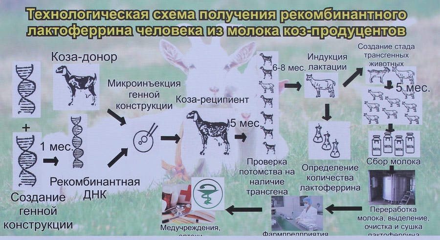 ПРОБЛЕМЫ И ПЕРСПЕКТИВЫ ИСПОЛЬЗОВАНИЯ РЕКОМБИНАНТНОГО ЛАКТОФЕРРИНА ЧЕЛОВЕКА И ЕГО ПРОИЗВОДНЫХ